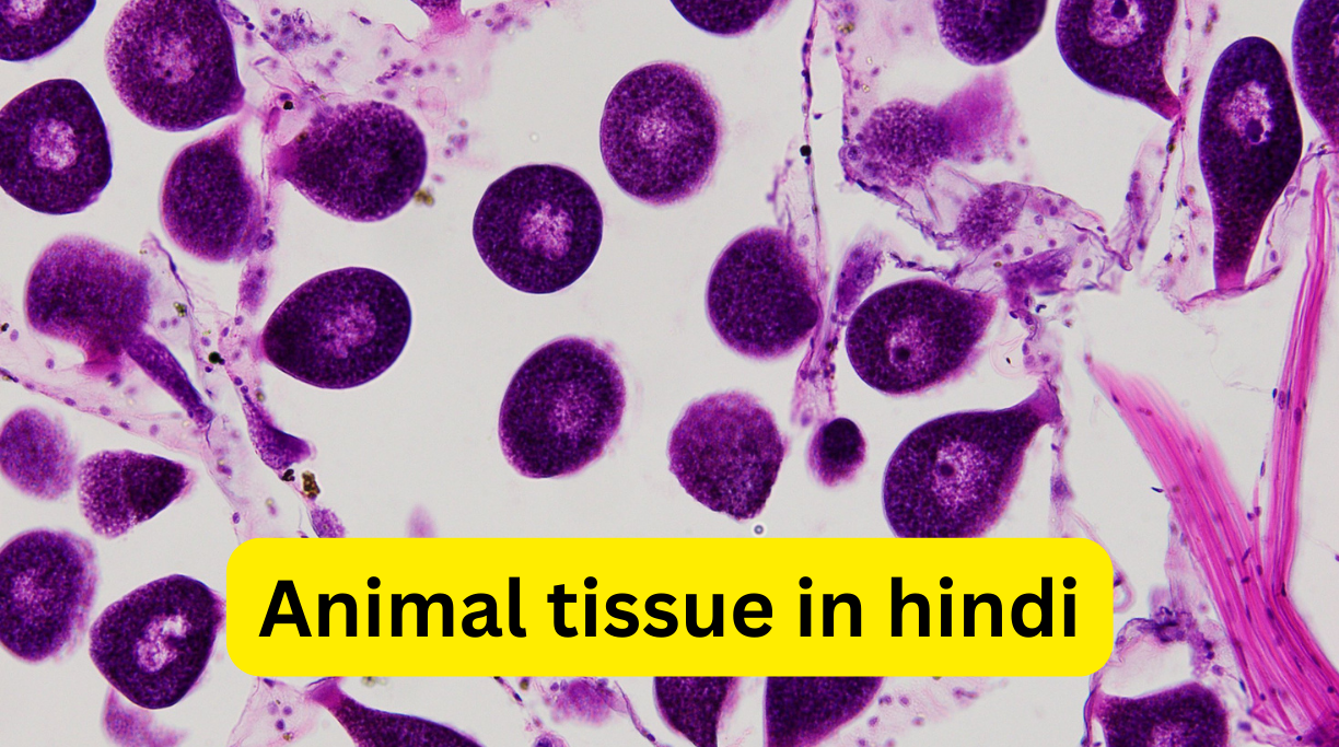 Animal tissue in hindi