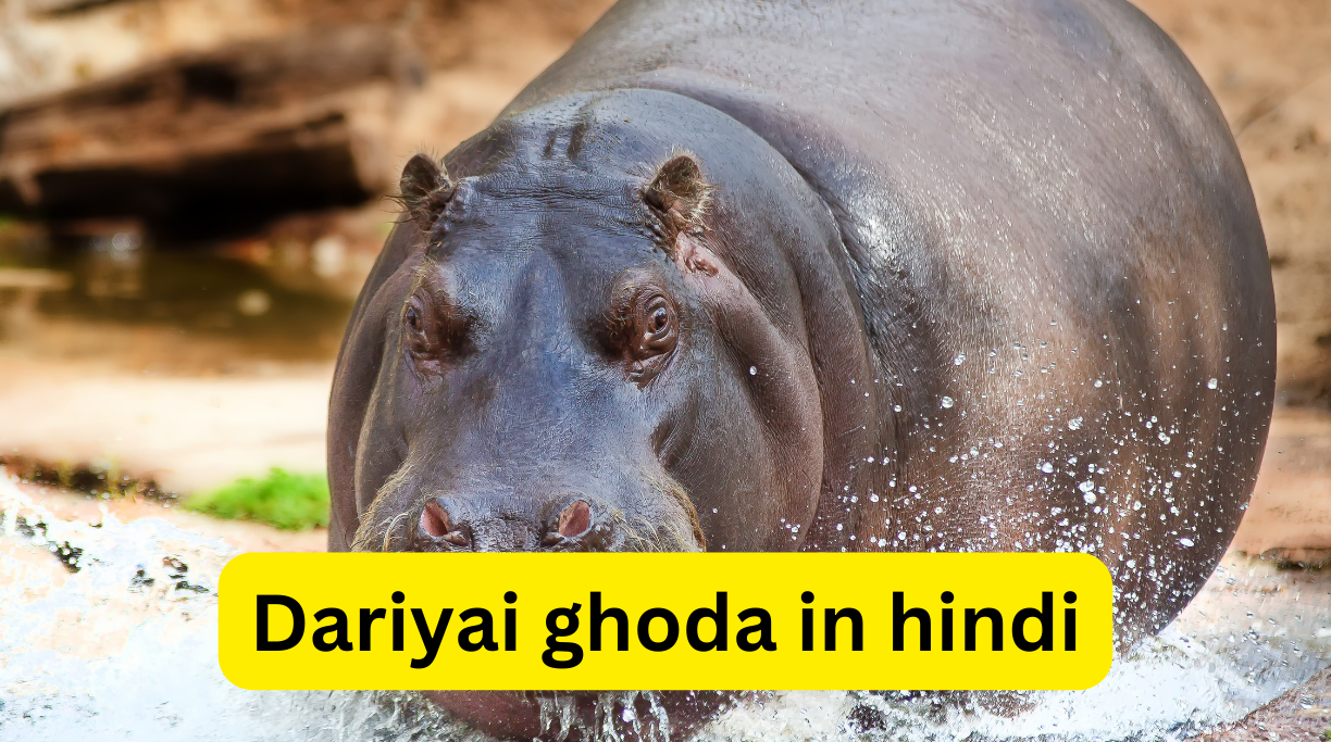 Dariyai ghoda in hindi