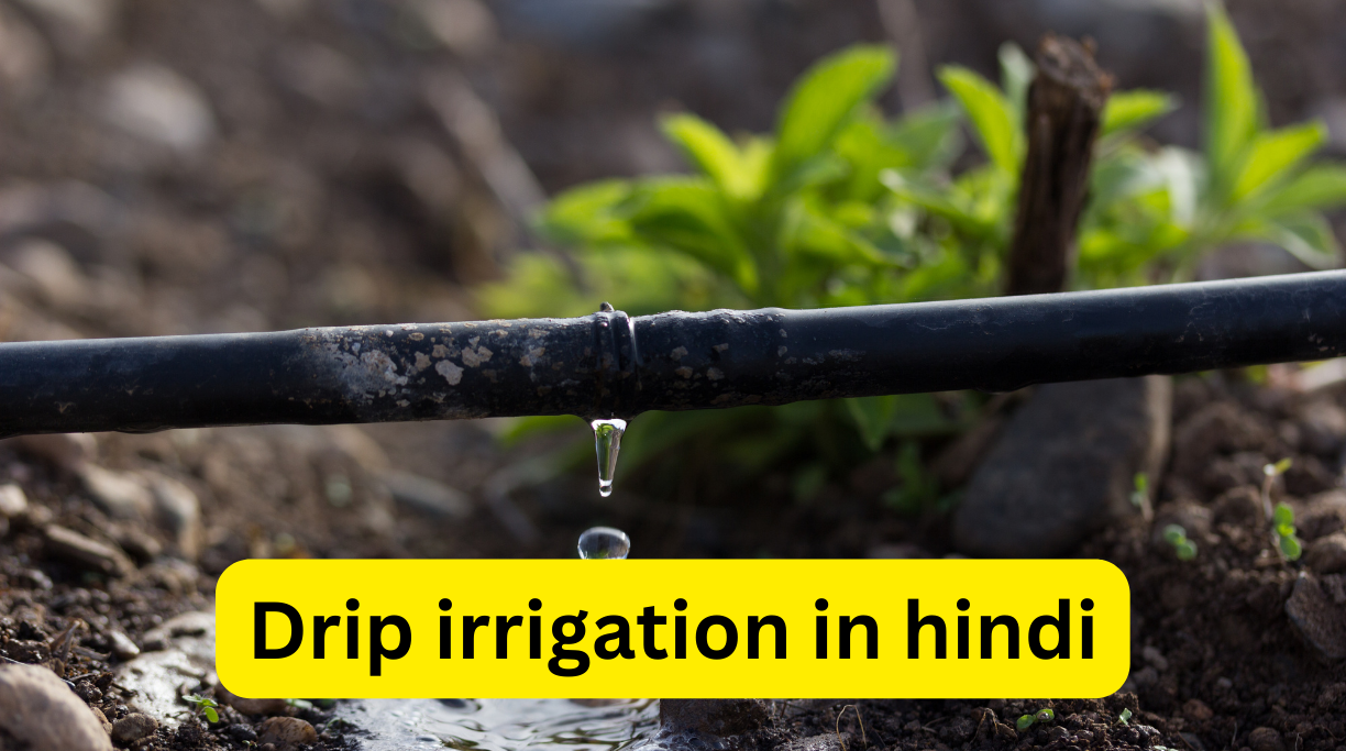 Drip irrigation in hindi