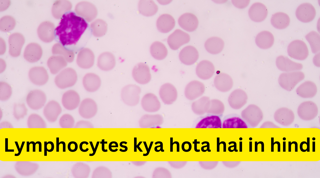 Lymphocytes kya hota hai in hindi