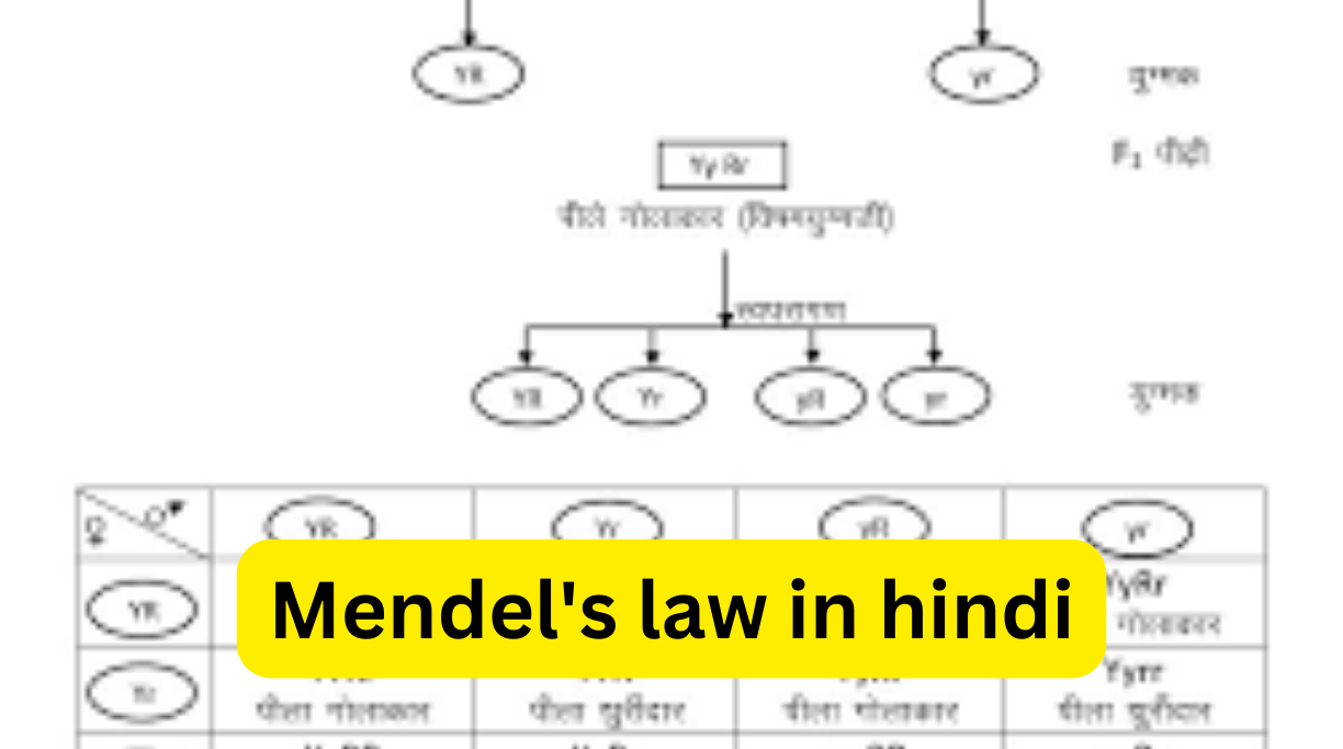 Mendel's law in hindi
