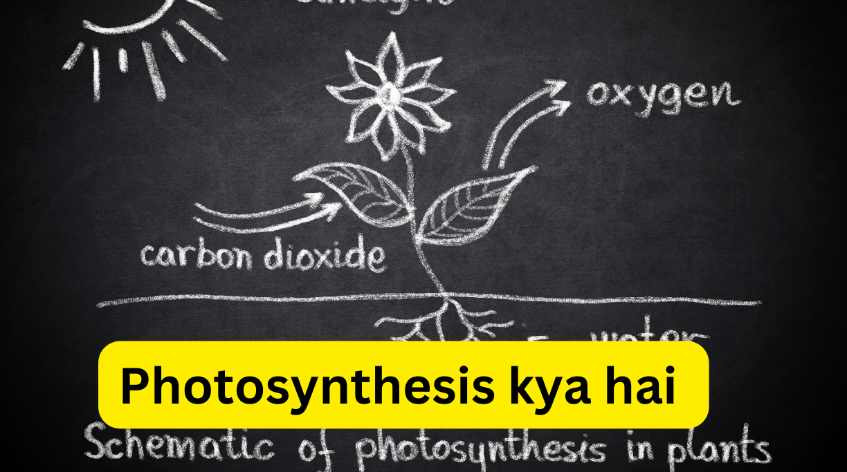 Photosynthesis kya hai