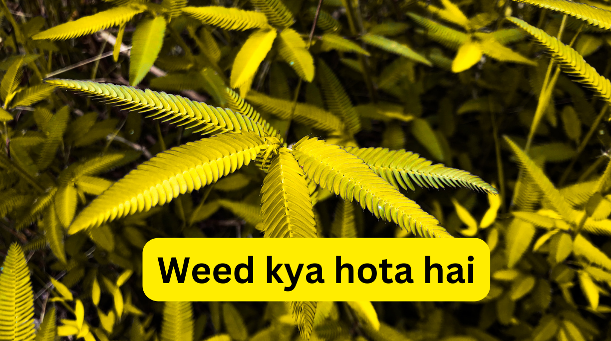 Weed kya hota hai