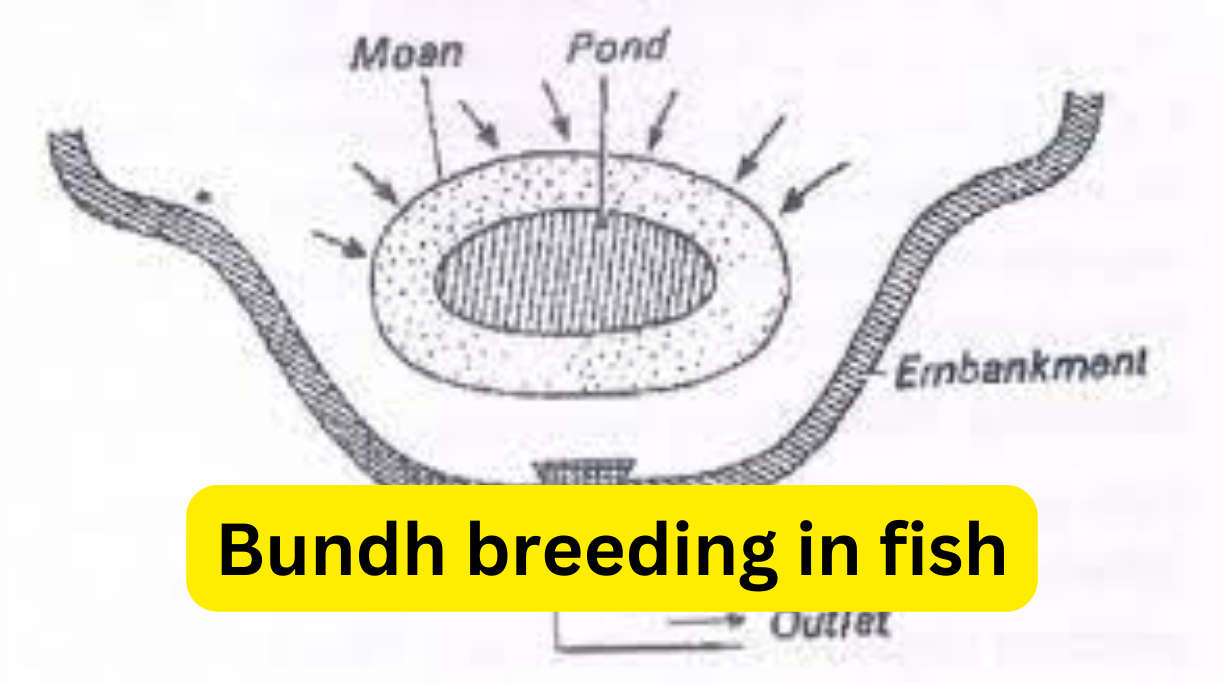 Bundh breeding in fish