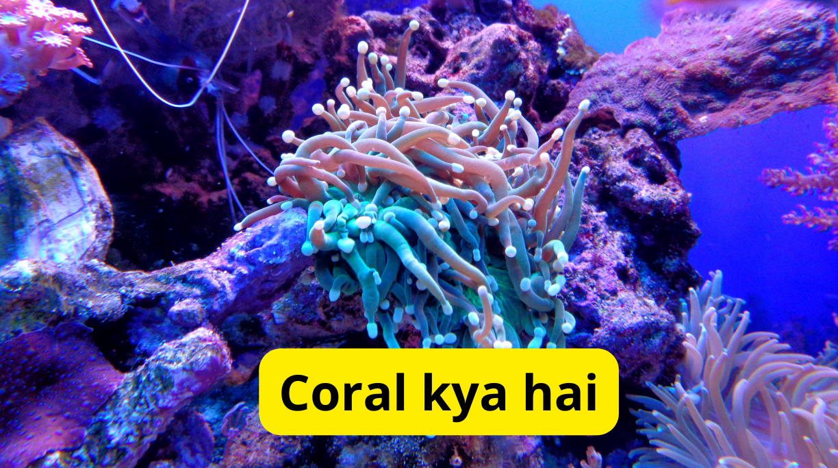 Coral kya hai
