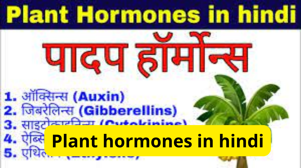 Plant hormones in hindi